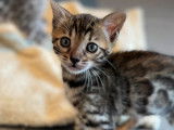 Chatons Bengals à vendre