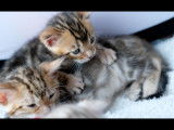 Chatons Bengals à vendre