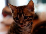 Chatons Bengals à vendre
