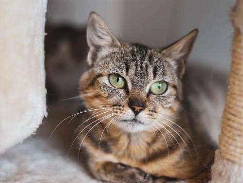 Chat Femelle Tigre Tricolore De 2 Ans En Attente D Adoption Petite Annonce Chat