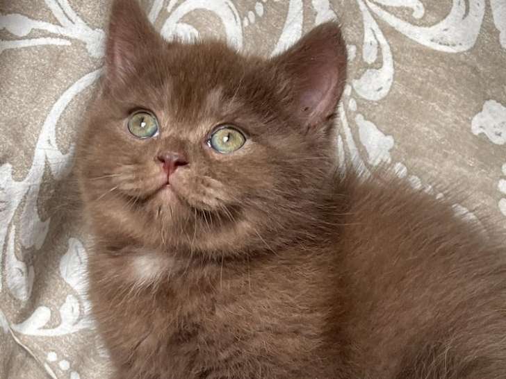 Réservation ouverte pour 4 chatons mâles British Shorthair, de couleur chocolat smoke nés en 2021