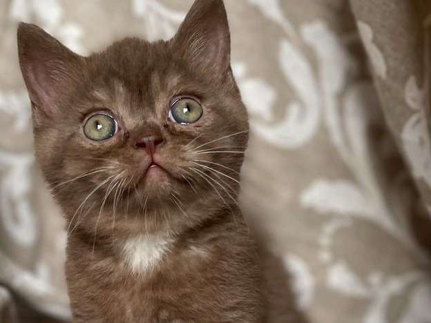 Reservation Ouverte Pour 4 Chatons Males British Shorthair De Couleur Chocolat Smoke Nes En 21 Petite Annonce Chat