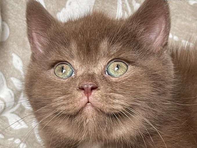 Reservation Ouverte Pour 4 Chatons Males British Shorthair De Couleur Chocolat Smoke Nes En 21 Petite Annonce Chat