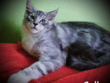 Sully black silver blotched tabby et blanc