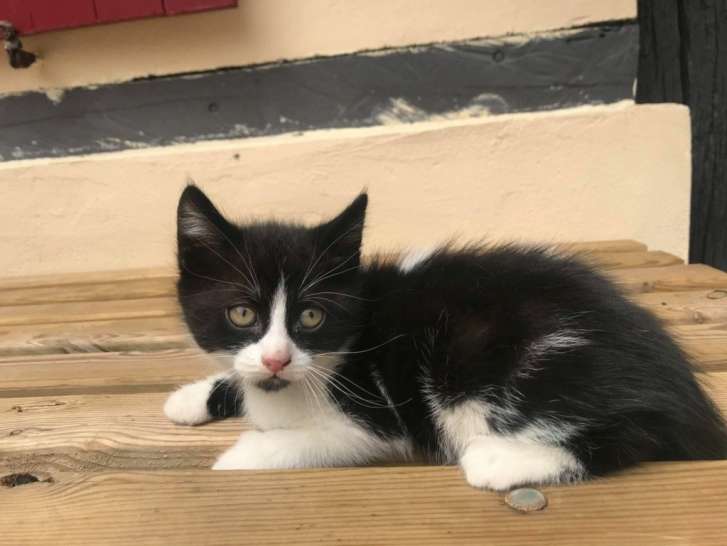 Chaton noir et blanc à placer