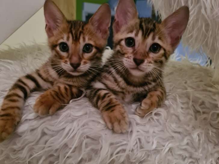 3 chatons Toyger LOOF à vendre