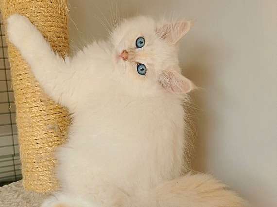 À réserver 2 chatons mâles Siberien blancs nés en mai 2021