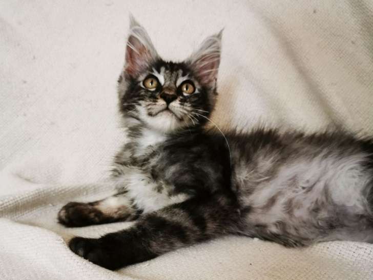 Mise en vente d’un chaton Maine Coon mâle né en avril 2021, black tabby silver