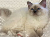 Mise en vente d’un chaton Sacré de Birmanie mâle, blue point de mars 2021
