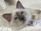Mise en vente d’un chaton Sacré de Birmanie mâle, blue point de mars 2021