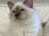 Mise en vente d’un chaton Sacré de Birmanie mâle, blue point de mars 2021