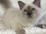 Mise en vente d’un chaton Sacré de Birmanie mâle, blue point de mars 2021