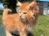 Chaton Maine Coon de mai 2021 à réserver, mâle red mackerel silver tabby
