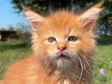 Chaton Maine Coon de mai 2021 à réserver, mâle red mackerel silver tabby