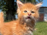 Chaton Maine Coon de mai 2021 à réserver, mâle red mackerel silver tabby
