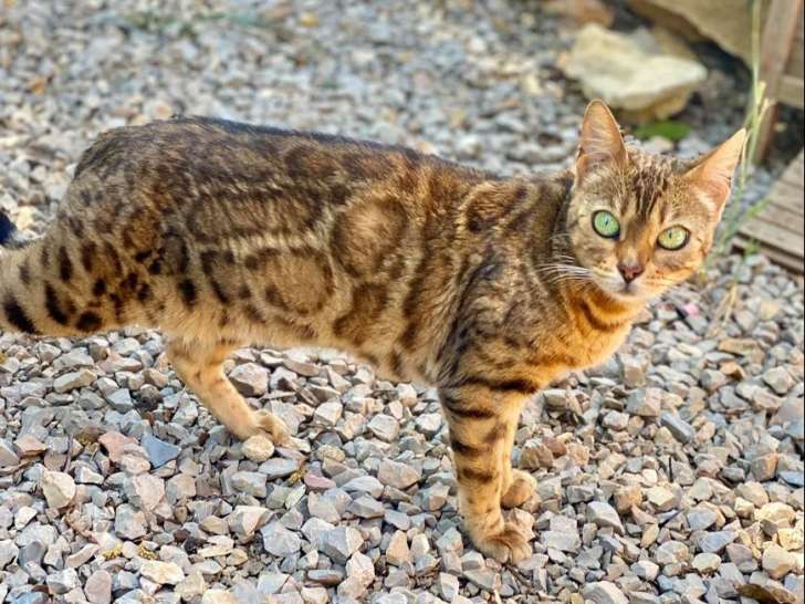 Chat femelle née en avril 2015, Bengal brown spotted tabby à acheter