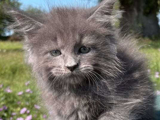 Réservation possible pour un chat blue smoke femelle Maine Coon de mai 2021
