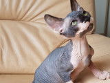 4 chatons Sphinx blue silver et blanc, 1 m&acirc;le et 3 femelles n&eacute;s en mai 2021 disponibles &agrave; l&rsquo;achat