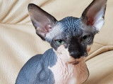 4 chatons Sphinx blue silver et blanc, 1 m&acirc;le et 3 femelles n&eacute;s en mai 2021 disponibles &agrave; l&rsquo;achat