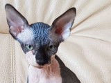 4 chatons Sphinx blue silver et blanc, 1 m&acirc;le et 3 femelles n&eacute;s en mai 2021 disponibles &agrave; l&rsquo;achat