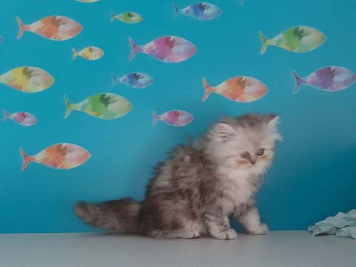 Réservation en cours pour chaton Persan mâle né en 2021, silver shaded