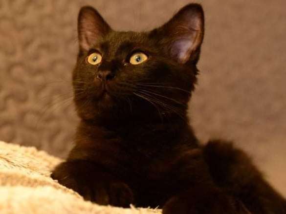 À adopter : un chaton mâle noir né en avril 2021