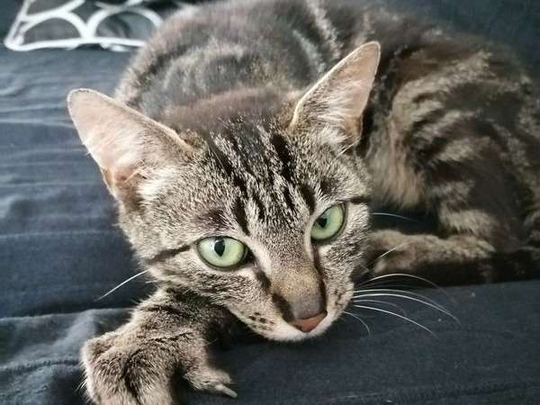À donner : une chatte d'un an, de couleur gris tabby