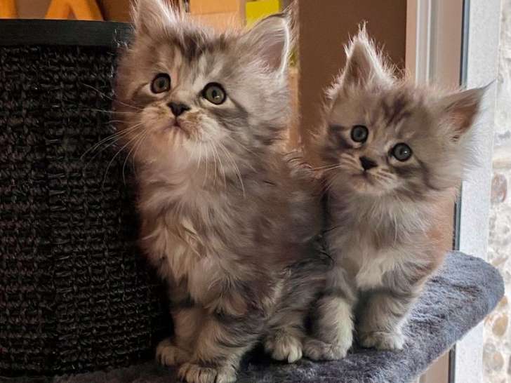 À réserver : 2 chatons mâles Maine Coon, de couleur black silver, nés en juin 2021