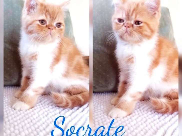 Disponible de suite : un chaton mâle Exotic Shorthair, de couleur rousse et blanche, né en mai 2021