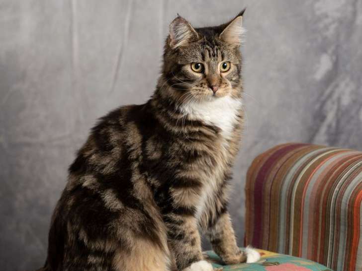 Une chatte adulte Maine Coon de couleur brown blotched tabby et blanc à céder