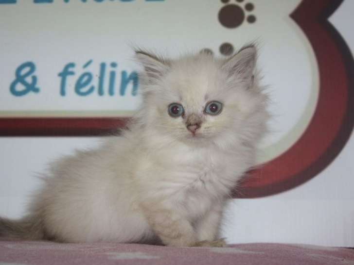 À réserver : une chatonne Neva Masquerade de couleur crème, née en mai 2021
