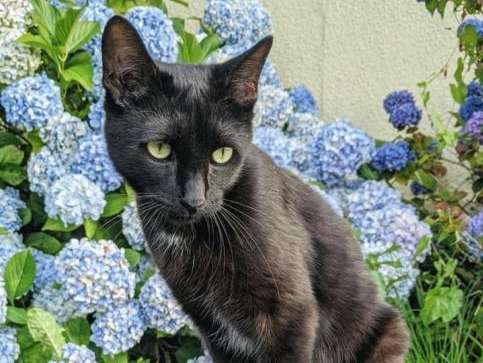 Scrat Cat, Jeune chat de 1 an noir à adopter