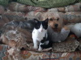 Chatonne noire et blanche à placer