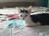 Chaton femelle bicolore blanche et grise &agrave; adopter