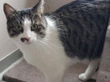 Maurice, Chat blanc et tigré de 3 ans à adopter