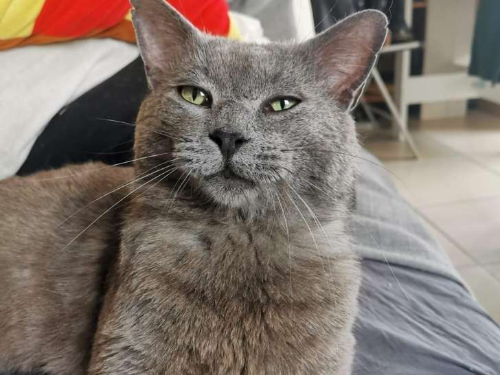 Beau chat gris aux yeux verts à placer