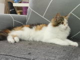 Chaton Norvégien LOOF femelle disponible