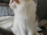 Chaton Norvégien LOOF femelle disponible