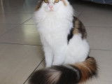 Chaton Norvégien LOOF femelle disponible
