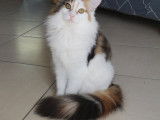 Chaton Norvégien LOOF femelle disponible