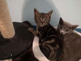 Chaton mâle (robe tabby) né en mai 2021 cherche foyer