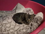 Chaton black tabby né en mai 2021 (mâle) à recueillir