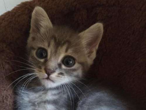 Chaton mâle né en juin 2021 au pelage tigré à adopter