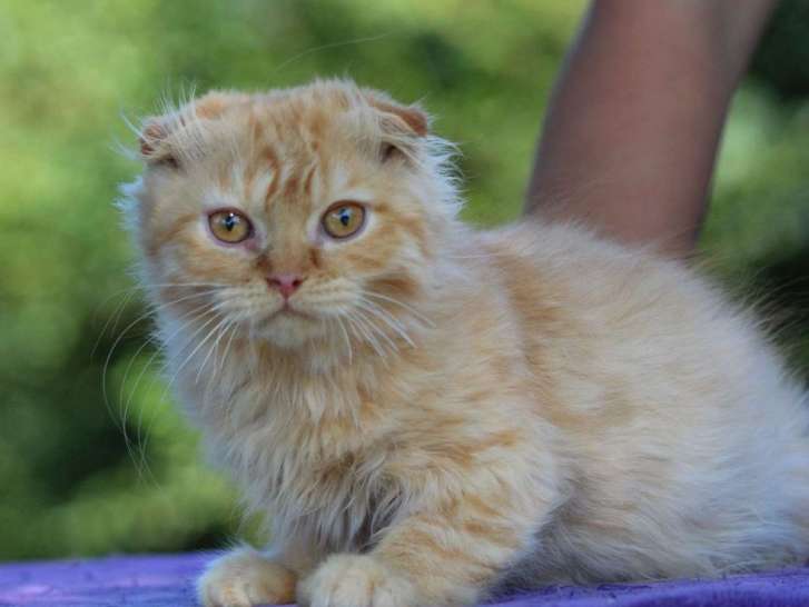 À vendre, chaton Highland Fold mâle roux né en mai 2021