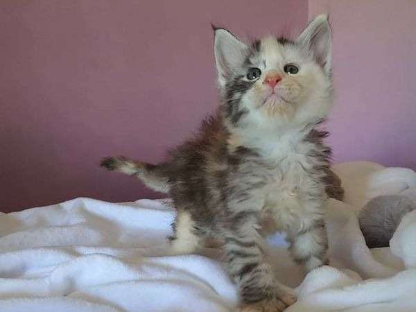 4 chatons Maine Coon mâles bicolores nés en juillet 2021 disponibles à la réservation