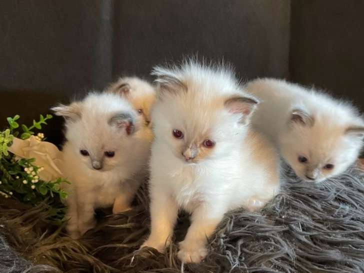 À réserver : 9 chatons Radgoll (7 mâles et 2 femelles) nés en 2021