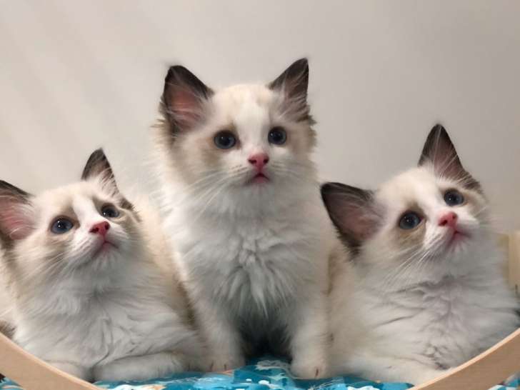 Des chatons Radgoll (mâles et femelles), nés en 2021, disponibles de suite