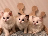 Des chatons Radgoll (mâles et femelles), nés en 2021, disponibles de suite