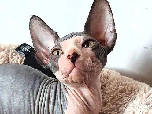 Disponibles à la vente : deux chatons mâles Sphynx de couleur grise et noire, nés en mai 2021