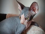 Disponibles &agrave; la vente : deux chatons m&acirc;les Sphynx de couleur grise et noire, n&eacute;s en mai 2021